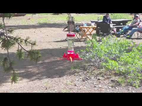 I have a sister in law who is a hummingbird whisperer and we laughed at her- thinking hummingbirds would come into the campsite!  But it didn't take long and there were many of them!