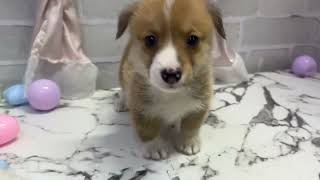 コーギーの動画01