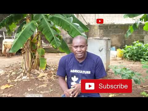 How To Start A Tilapia Fish Farm in 2025