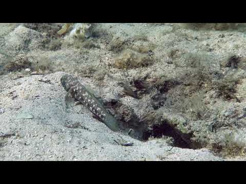 Gobius niger
