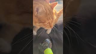 野良猫との戯れ97 #野良猫
