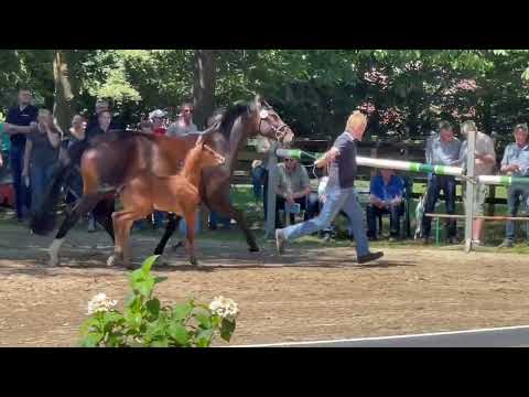 Hf v.  Diamant de Semilly