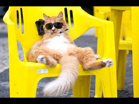 Soo Funny Animals 2 - Funny Talking Cats-Türkçe Konuşan Kediler :)
