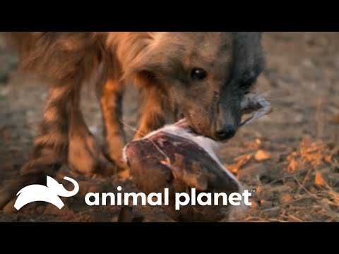 Descubre el asombroso sistema digestivo de las hienas africanas | Los Secretos del Mundo Animal