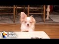 Funny Guilty Dogs Compilation The Dodo