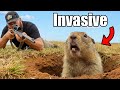 Hunting The Gophers That Are Destroying The Farm