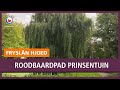 REPO: Roodbaardpad: 200-jarige Prinsentuin Leeuwarden