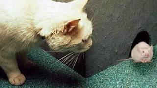 Al Di Meola - Senor Mouse（1978）