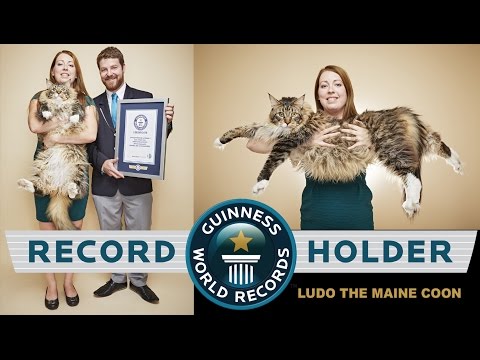 World's longest cat is 4 foot, 34lb and still growing!