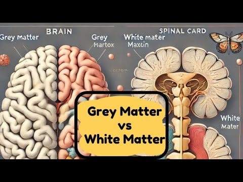 Grey Matter and White Matter of Brain | Structure, Function & Clinical Significance | Neurology