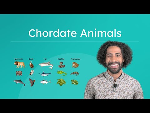 Chordate Animals - Classes of Vertebrates