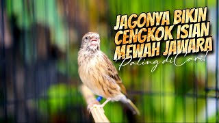 Download lagu MATERI FAVORITE CENGKOK MEWAH PALING DISUKAI JURI ! MASTERAN BLACKTHROAT GACOR DURASI PANJANG mp3