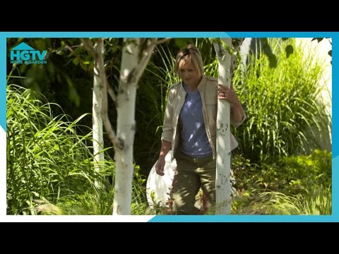 Brzoza pożyteczna - co warto wiedzieć o tym drzewie? [Nowa Maja w ogrodzie]