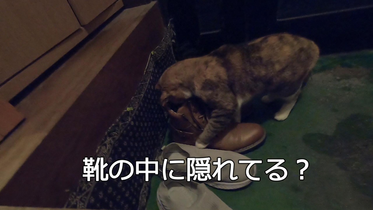 娘猫が家に持って帰ったトカゲに逃げられ困りました