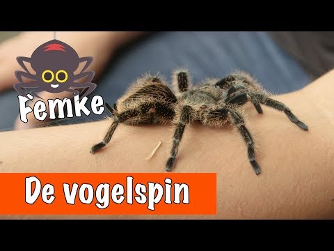 De vogelspin (krulhaar)🕷 | DierenpraatTV