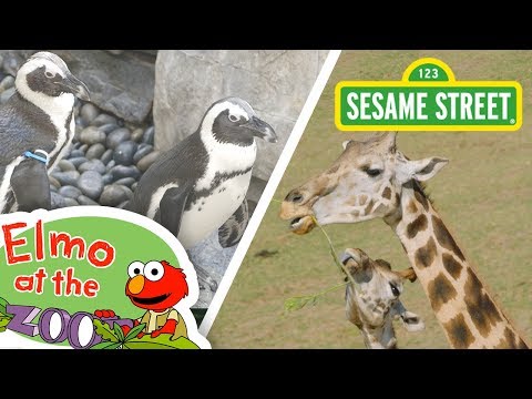Sesame Street: Learn About Animals with Elmo! | Elmo at the Zoo Compilation