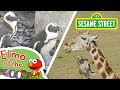 Sesame Street: Learn About Animals with Elmo! | Elmo at the Zoo Compilation