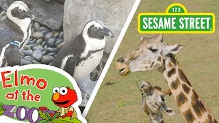 Sesame Street: Learn About Animals with Elmo!  Elm