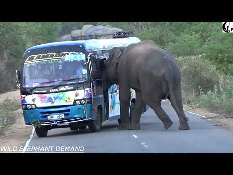 Elephant trouble with vehicles and elephant fight while sharing food.गाड़ियों में हाथी से परेशानी, ख