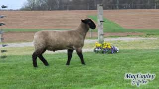 MacCauley Suffolks 6488