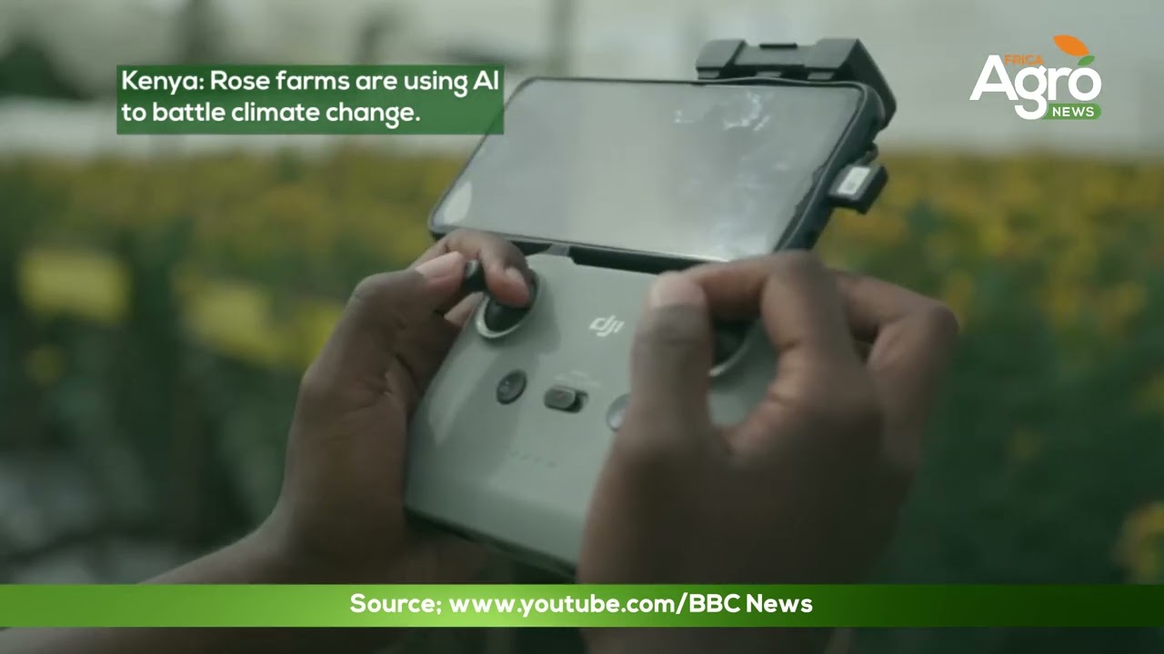 Rose Farms in Kenya use AI | Zimbabwe drought crisis | Greenhouses Boost Food Security in Somalia