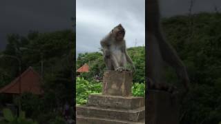 Monkey tripping