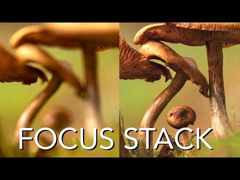 Macro Focus Stacking: Advanced Tutorial for Merging and Retouching