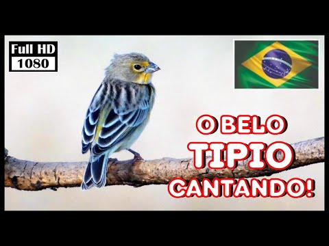 Sicalis lúčny (Sicalis luteola) — video o speve a chove
