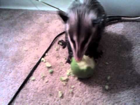 OPOSSUM EATING