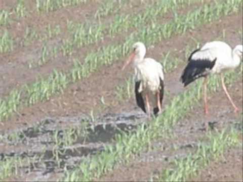 ČÁPI ♫ Jaromír Nohavica ???? 1