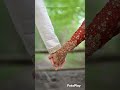 Sajan Mere Ek Tujhe Bharosa Hai Song Watsapp Status Lovestatus Viral