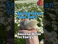 Spring Clean Your Body: A Seasonal Detox for Energy & Clarity!