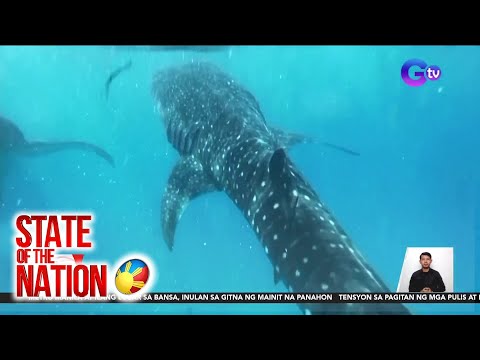 State of the Nation Part 2 & 3: Whale shark watching; Ulam-Heist ng mga alagang pusa;… atbp.