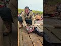 Caught a giant Lung Fish