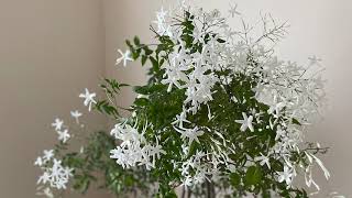 My Winter Jasmine Story ~ Jasminum Polyanthum