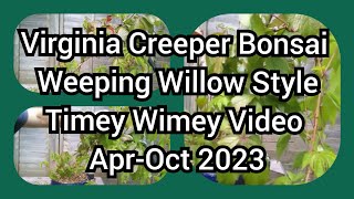 Virginia Creeper Bonsai Weeping Willow Style Timey Wimey Video Apr Oct 2023