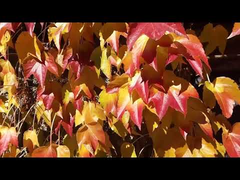 Parthenocissus art: Václav Kovalčík, říjen 2021