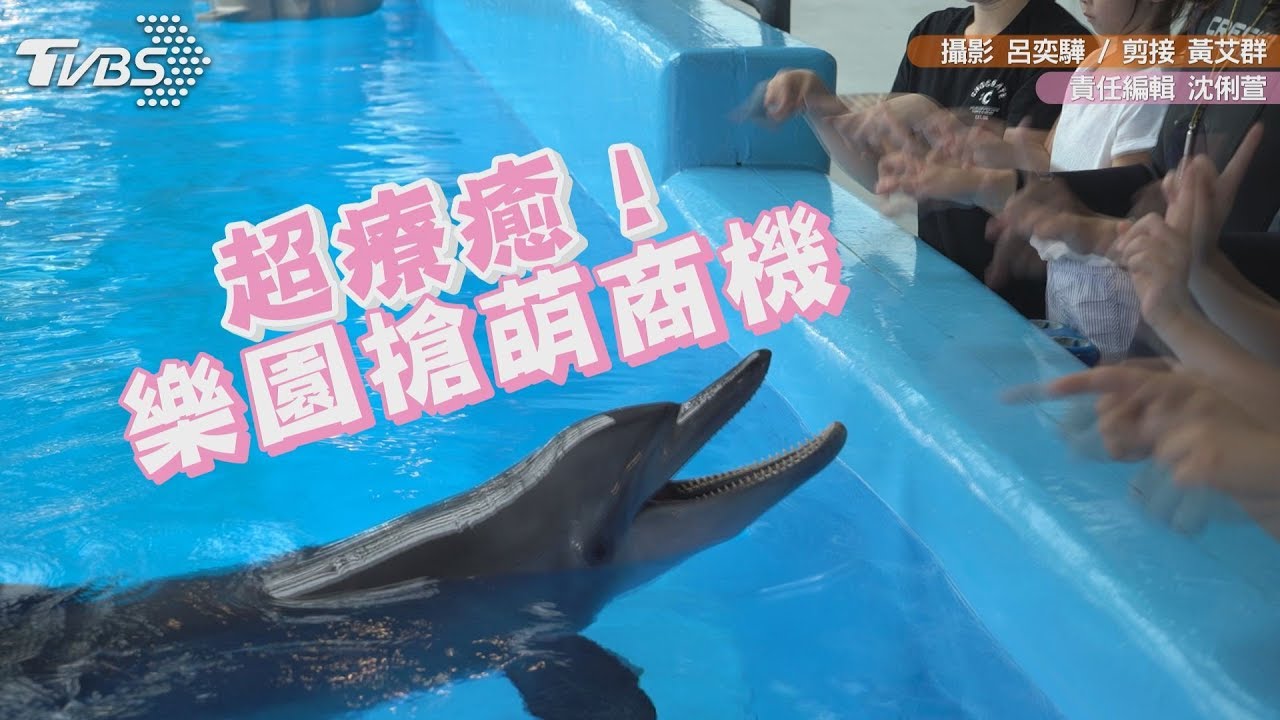 超療癒!樂園搶萌商機 摸海豚肚肚、餵食狐猴