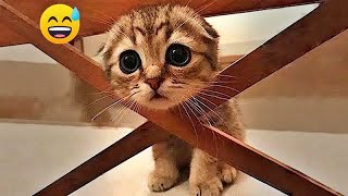 You Laugh You Lose😿🐶Funniest Dogs and Cats 2024😜