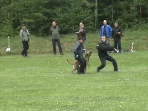 Malinois, Blackneck's A'coch 3år Elitklass skydd Ronneby