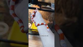 Snakes can &quot;taste&quot; smells  #fact #nature #animal #snake