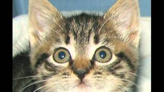 preview picture of video 'Loki Classic Tabby Rescued Adopted Kitten Cat Animals by BK Bazhe.com'