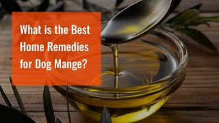 What is the Best Home Remedies for Dog Mange?