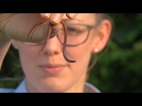 The Wonders of Worms - Farming is Magic