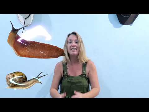 Épisode 1: les mollusques