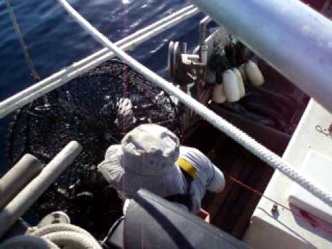Central California Black Cod Trapping