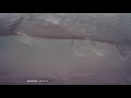 Video Thumbnail for MOQCQGR Underwater  camera footage | Ice fishing