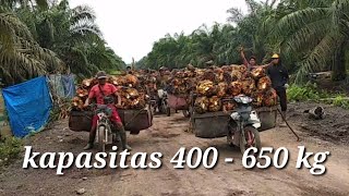 Download lagu ojek kelapa sawit || lansir sawit pakai motor real muatan 400-650 kilo mp3