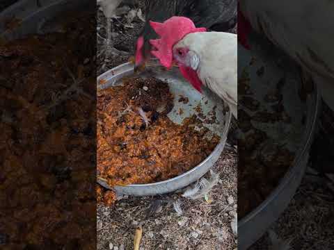 What to do with the leftover chili.... #outdoorleadershiptraining #camping #chicken