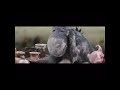 The Many Adventures Of Winnie The Pooh 1977 Trailer Live Action